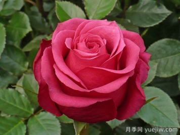 櫻桃?jiàn)W月季/櫻桃O/櫻桃巷