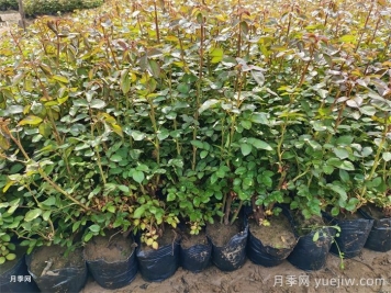 春季苗木移栽沒(méi)有成活，總結苗木死亡的八大原因