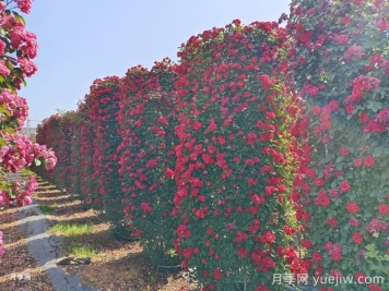 推薦13個(gè)藤本植物爬到花墻，開(kāi)出一片花海