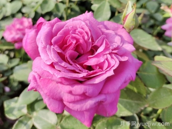 月季花的壽命有多長(cháng)？