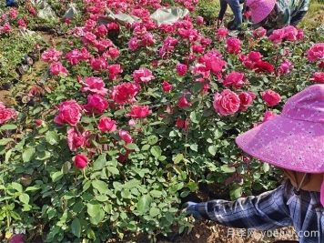 如何讓月季全年花開(kāi)不斷？