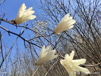 玉蘭花開(kāi)，七個(gè)玉蘭品種推薦
