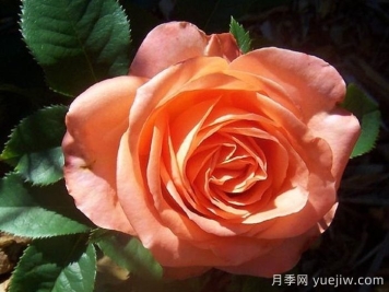 月季推薦，木瓜月季