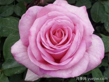 月季推薦，甜蜜訴說(shuō)月季
