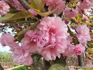 櫻花花期多長(cháng)時(shí)間？國內有名的賞櫻花景點(diǎn)