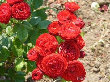 克里扎雅諾什的紀念月季