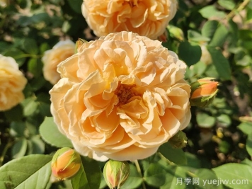 花卉市場(chǎng)月季十元一盆，為何網(wǎng)購月季苗要五十一盆？