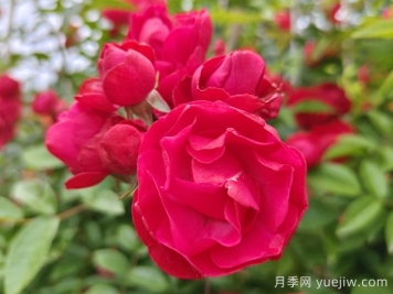 紅木香爬藤月季的優(yōu)缺點(diǎn)是什么？紅木香養護方法