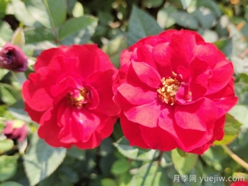 推薦5款豐花月季品種，園林綠化耐熱耐曬