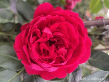 紅龍月季一年開(kāi)幾次花？4-12月開(kāi)6次