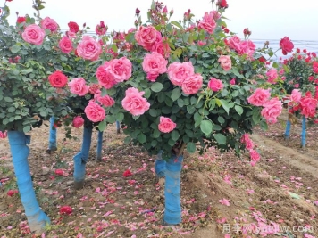 河北河間：月季成網(wǎng)紅，美麗能致富