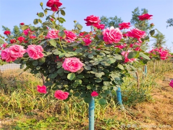 樹(shù)狀月季花怎么澆水和施肥？