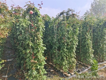 藤本月季是購買(mǎi)大苗好還是小苗好？
