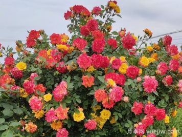 藤彩虹月季是開(kāi)一季還是多季開(kāi)花？