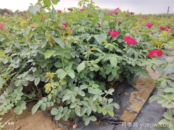 月季花的養殖方法