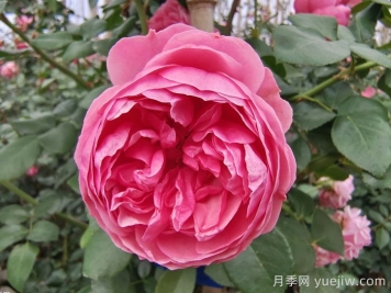 精選十首贊美月季花的古詩(shī)詞，夢(mèng)回唐宋看月季花開(kāi)！