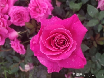 題月季，詩(shī)十三首