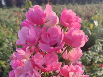 養好月季花需要注意的三個(gè)要點(diǎn)
