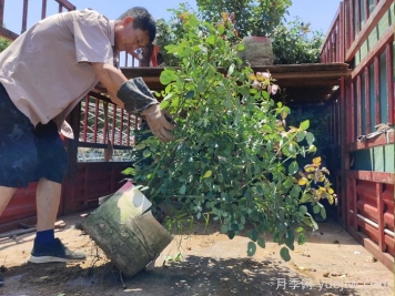 月季出秋筍，教你兩個(gè)月養成大壯枝