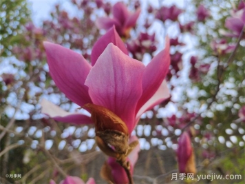 南召縣皇后鄉玉蘭苗木產(chǎn)業(yè)飄香致富路