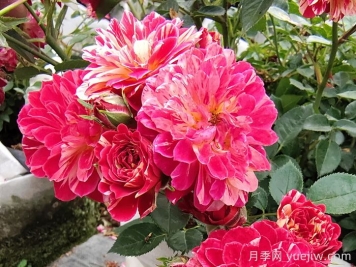 如何選擇適合自己的月季花？
