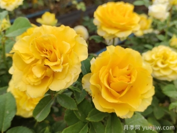 陽(yáng)臺黨必入的3個(gè)月季花品種