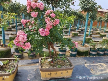 古樁盆景月季，既有顏值，又有價(jià)值