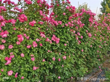 藤本月季不開(kāi)花什么原因？可能是這6點(diǎn)