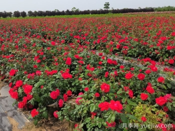 月季打藥也要分時(shí)間？這兩個(gè)時(shí)段打藥最好