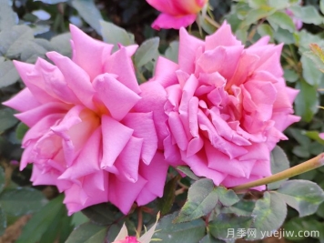月季花的養殖方法和注意事項總結