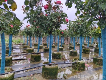 南陽(yáng)樹(shù)狀月季種植基地教你走出嫁接兩大誤區