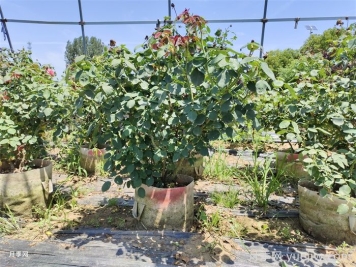 如何提高月季花苗成活率？方法為你列舉