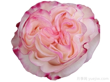 可愛(ài)教主月季/小可愛(ài)/非?？蓯?ài)