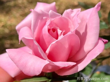 灌木初戀月季的優(yōu)缺點(diǎn)是什么？？