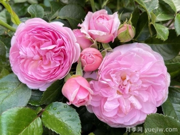 8首最美月季花古詩(shī)，春天賞花品詩(shī)