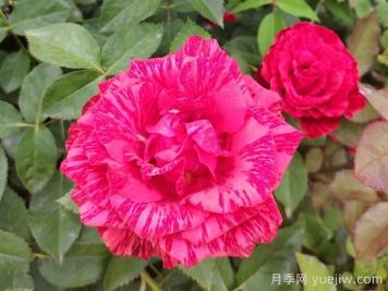 月季苗新品種如何來(lái)？