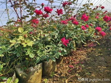 月季花后如何修剪？