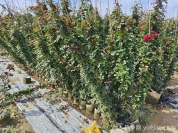 藤本月季養植要點(diǎn)有哪些？