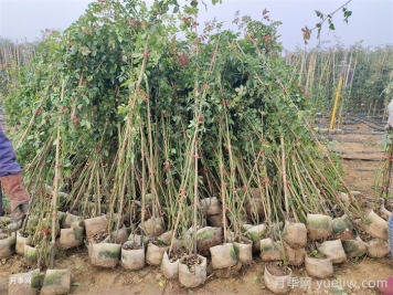 藤本月季在東北地區防寒方法推薦