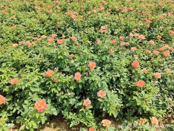 秋季月季花再開(kāi)爆，要做好夏季工作
