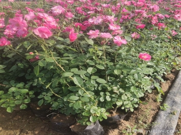 地栽月季在春秋季節能施復合肥嗎？