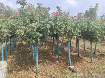 南陽(yáng)樹(shù)狀月季網(wǎng)上交易成功，900棵出嫁杭州蕭山