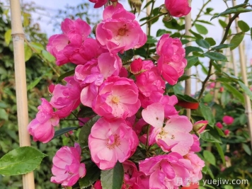 在陽(yáng)臺種植藤本月季需要考慮哪些因素？