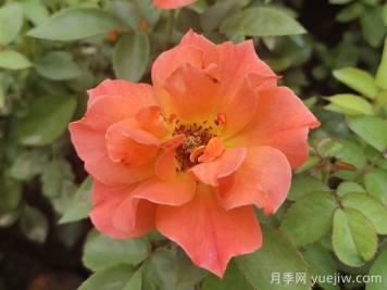 做足功課，迎接杭州人的高架月季專(zhuān)屬浪漫