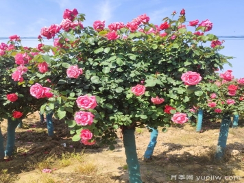春季栽植，怎樣才能避免月季樹(shù)假活？
