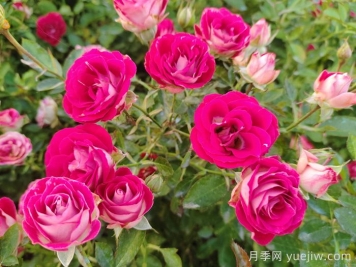 月季花春季施肥過(guò)多怎么辦？