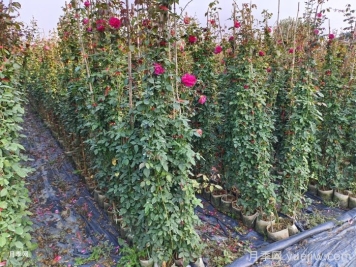 推薦一些關(guān)于藤本月季種植的養護知識