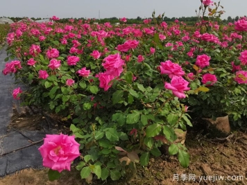 月季花適合在什么環(huán)境下生長(cháng)？