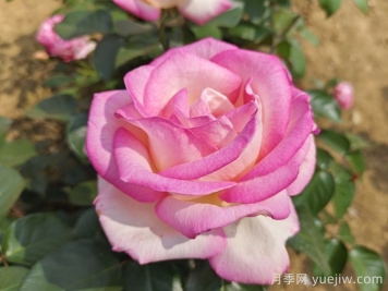 月季花的寓意和花語(yǔ)