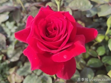 月季花有什么顏色？花色總結